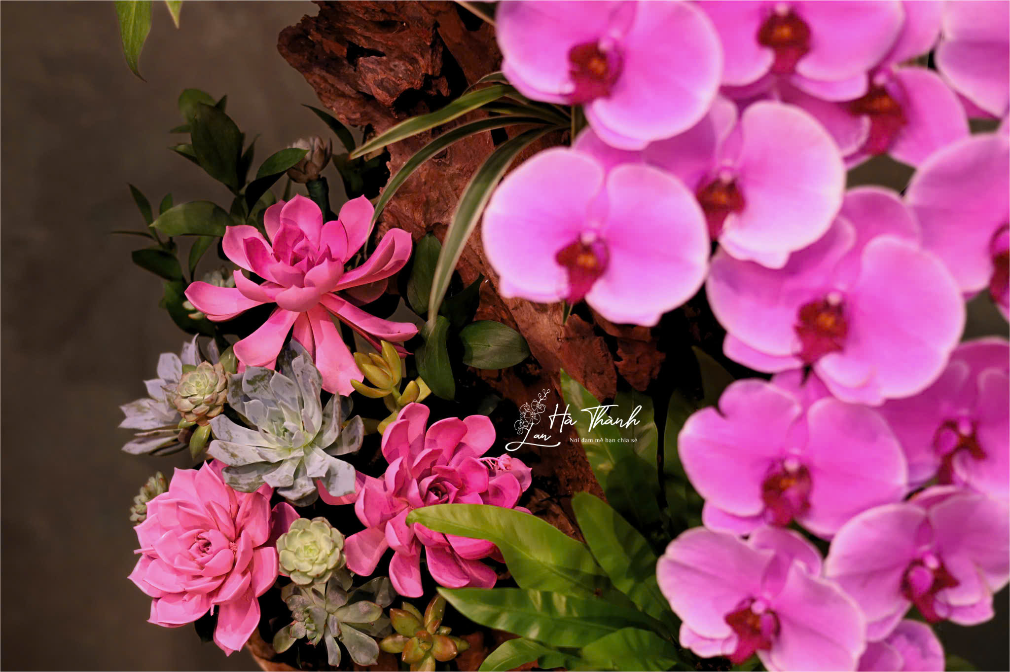 Chậu Lan Hồ Điệp Tiểu Cảnh Hoa Đại Màu Hồng – Vẻ Đẹp Sang Trọng Từ Lan Hà Thành